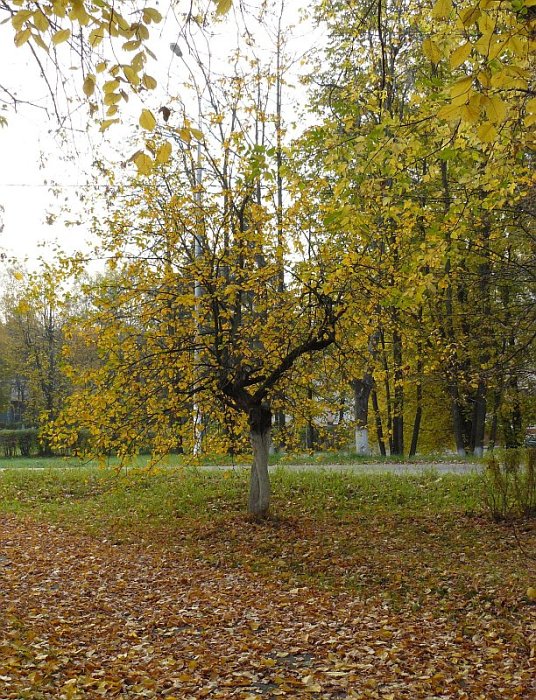 Убитая аллея